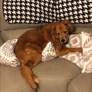 Meet your Posher, Brad